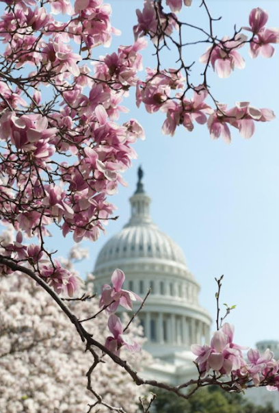 CapitolHill Consortium for Counseling & Consultation LLC (CCCC)